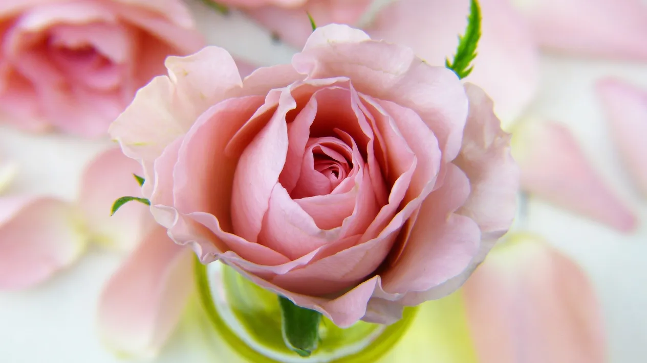Rosa Rose (Foto: pixabay.com)